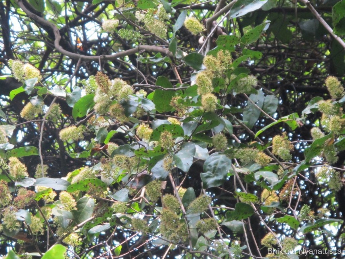 Combretum latifolium Blume